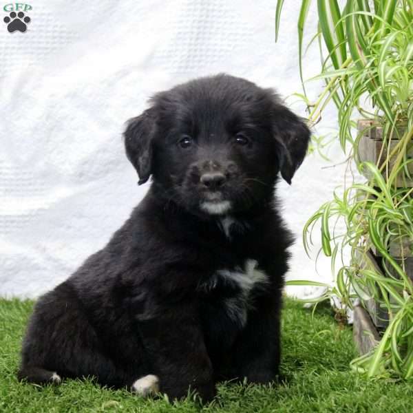 Paige, Bernese Golden Mountain Dog Puppy