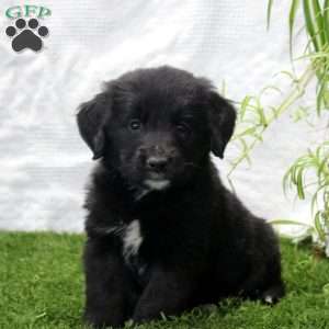 Paige, Bernese Golden Mountain Dog Puppy