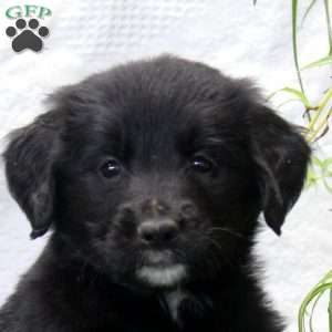 Paige, Bernese Golden Mountain Dog Puppy