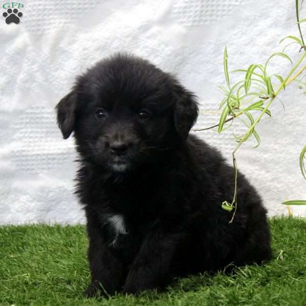 Paisley, Bernese Golden Mountain Dog Puppy