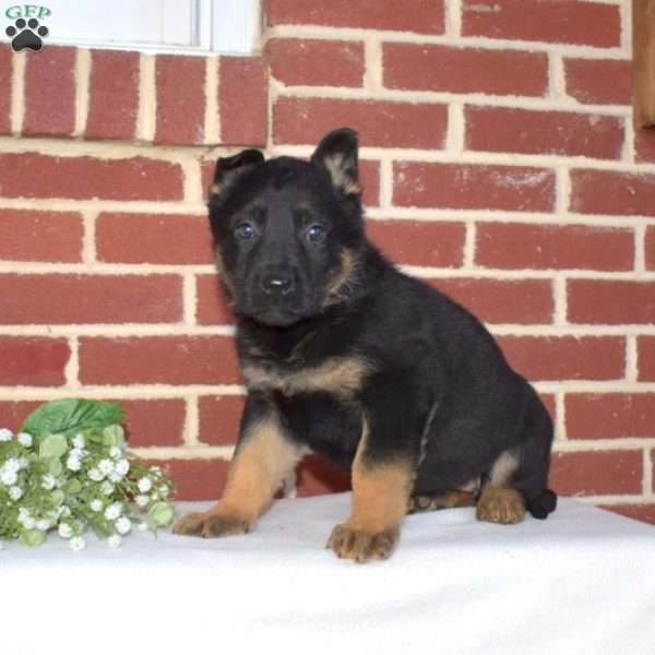 Paisley, German Shepherd Puppy