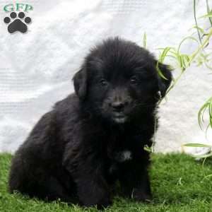 Paisley, Bernese Golden Mountain Dog Puppy