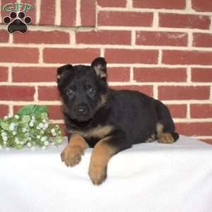 Paisley, German Shepherd Puppy