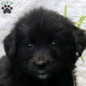 Paisley, Bernese Golden Mountain Dog Puppy