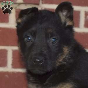 Paisley, German Shepherd Puppy