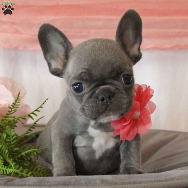 Paradise Charm, French Bulldog Puppy