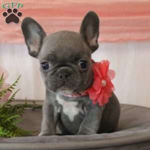 Paradise Charm, French Bulldog Puppy