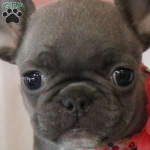 Paradise Charm, French Bulldog Puppy