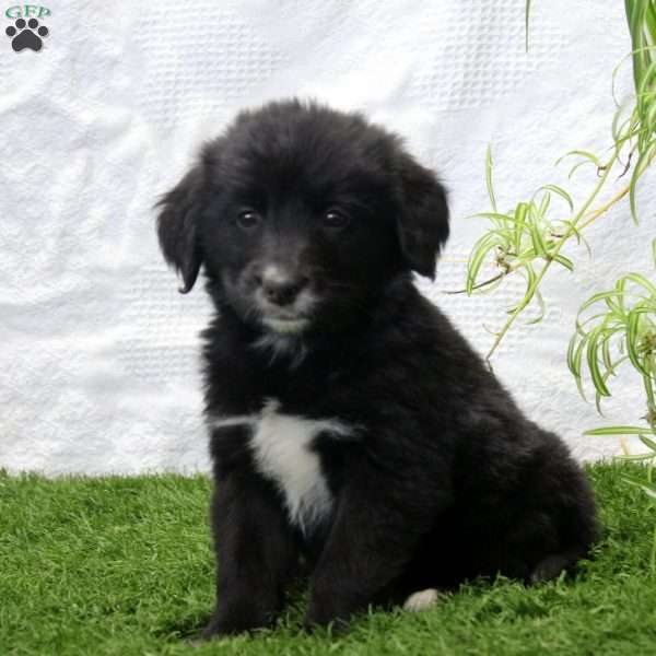 Paris, Bernese Golden Mountain Dog Puppy