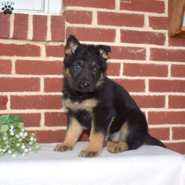 Paris, German Shepherd Puppy