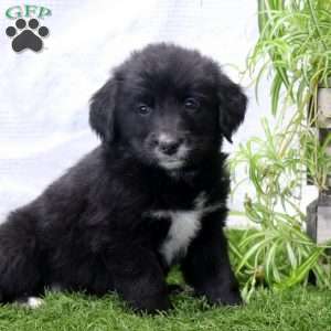 Paris, Bernese Golden Mountain Dog Puppy