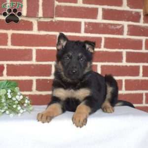 Paris, German Shepherd Puppy