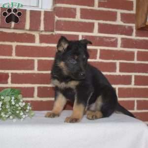 Paris, German Shepherd Puppy