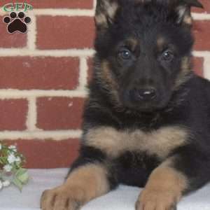 Paris, German Shepherd Puppy