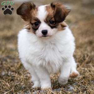 Paris, Papillon Puppy