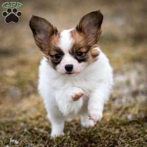 Paris, Papillon Puppy