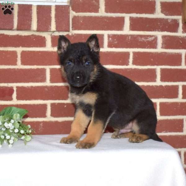 Parker, German Shepherd Puppy