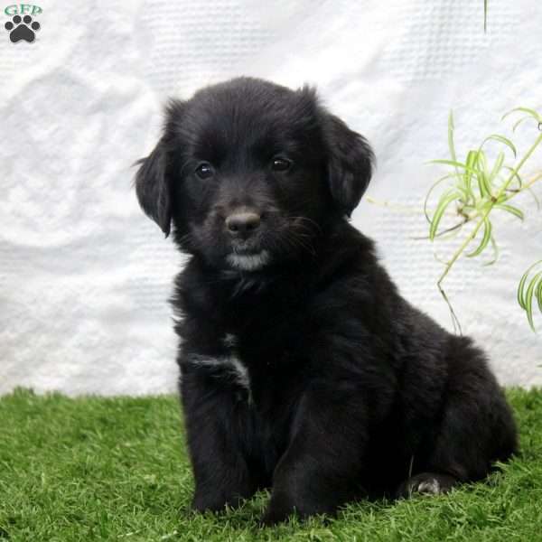 Parker, Bernese Golden Mountain Dog Puppy