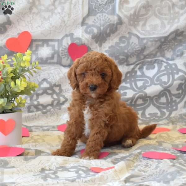 Parker, Cockapoo Puppy