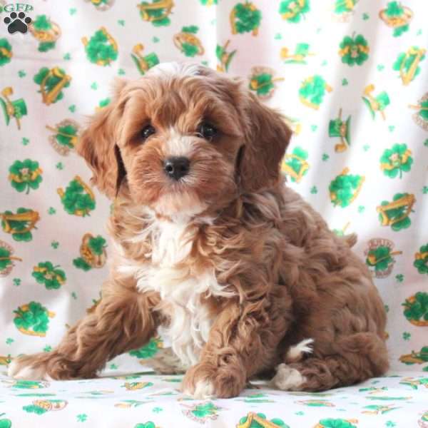 Parker, Cavapoo Puppy