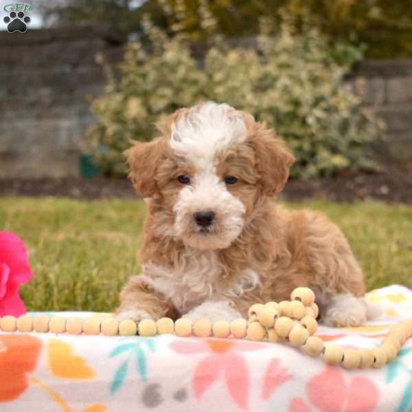 Parker, Mini Goldendoodle Puppy