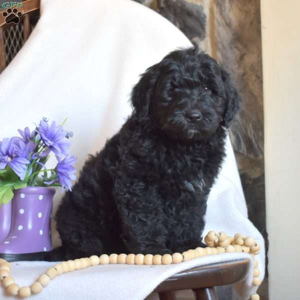 Parker, Mini Goldendoodle Puppy