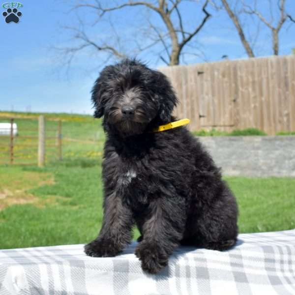 Parker, Mini Goldendoodle Puppy