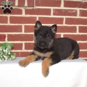 Parker, German Shepherd Puppy