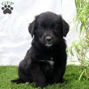 Parker, Bernese Golden Mountain Dog Puppy