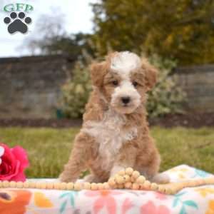 Parker, Mini Goldendoodle Puppy