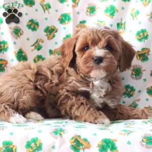 Parker, Cavapoo Puppy