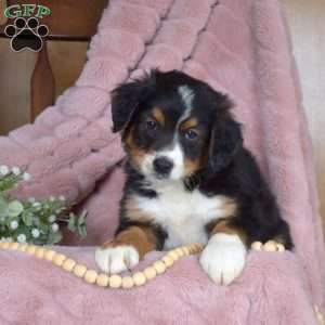 Parker, Mini Bernedoodle Puppy