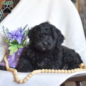 Parker, Mini Goldendoodle Puppy