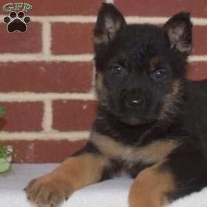 Parker, German Shepherd Puppy