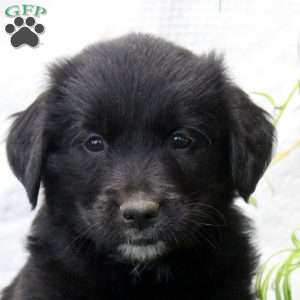 Parker, Bernese Golden Mountain Dog Puppy