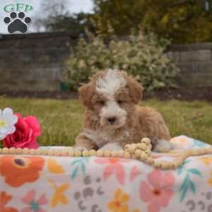 Parker, Mini Goldendoodle Puppy