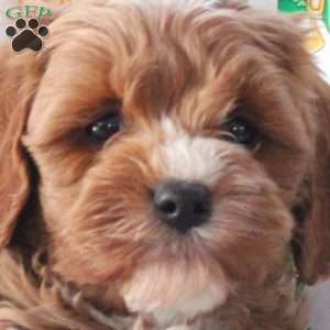 Parker, Cavapoo Puppy