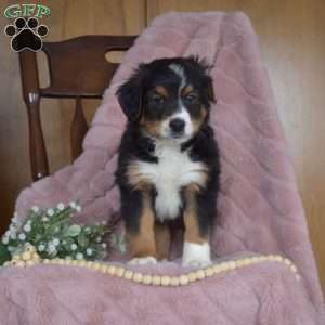 Parker, Mini Bernedoodle Puppy