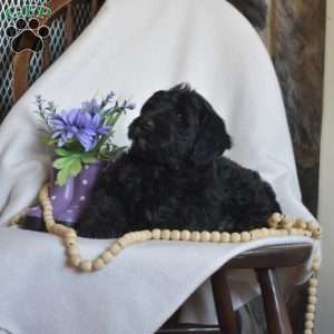 Parker, Mini Goldendoodle Puppy