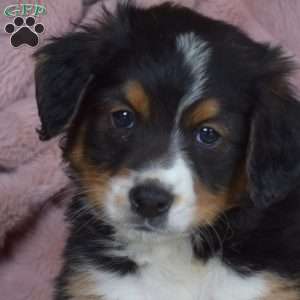 Parker, Mini Bernedoodle Puppy