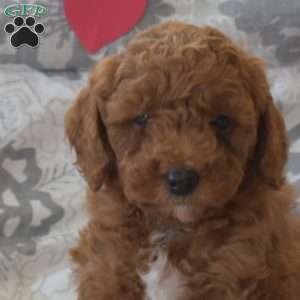 Parker, Cockapoo Puppy