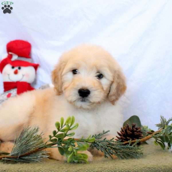 Parker, Goldendoodle Puppy