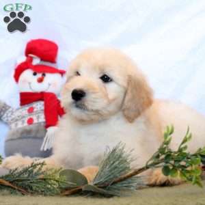 Parker, Goldendoodle Puppy