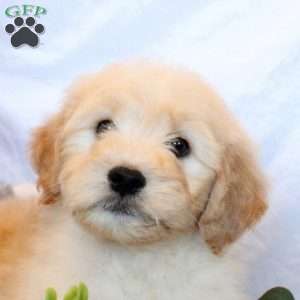 Parker, Goldendoodle Puppy