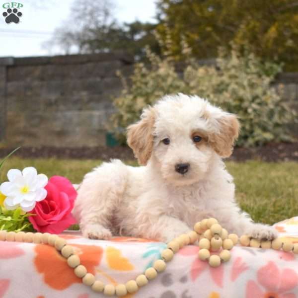 Patch, Mini Goldendoodle Puppy