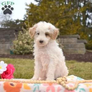 Patch, Mini Goldendoodle Puppy