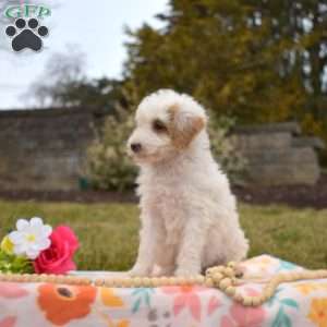 Patch, Mini Goldendoodle Puppy