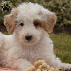 Patch, Mini Goldendoodle Puppy