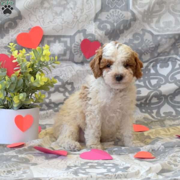 Patches, Cockapoo Puppy