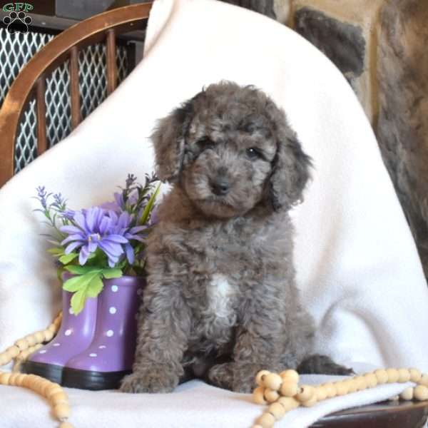 Patches, Mini Goldendoodle Puppy